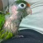 Eupsittula canicularis. Loro atolero. Made in Mexico xD